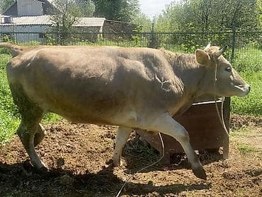 вызов ветеринара на дом бишкек: Продаю | Корова (самка) | Швицкая | Для разведения, Для молока | Привязанные — 3