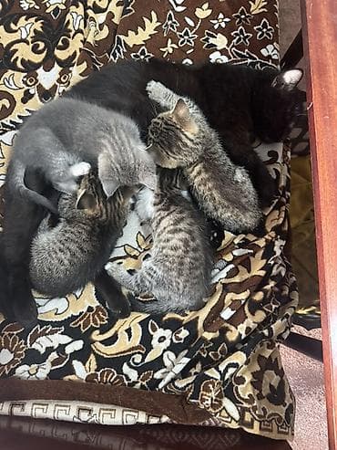 кошки серые: Котята, отдам в хорошие и золотые руки😉 Описание: - Милые полосатые и — 4