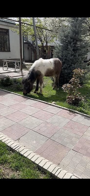 детская лошадь: Продаю | Конь (самец), Жеребец | Для разведения, Рабочий, Конный спорт | Племенные, Осеменитель — 3