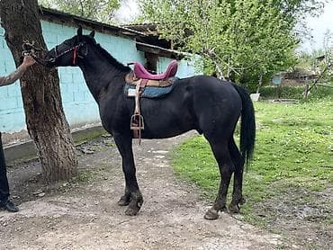 продаю гусь: Продаю | Жеребец | Полукровка — 7