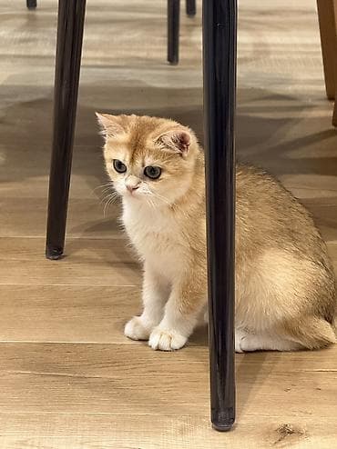 scottish fold: Если кто-то давно мечтал о котенке или искал именно такую породу - — 10