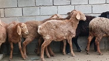 куплю домашнее животное: Продаю | Ягненок | Для разведения — 1