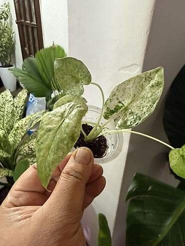 шоколадный будет: Алоказия ‘Polly’ (Alocasia x amazonica ‘Polly’) — эффектное комнатное — 6