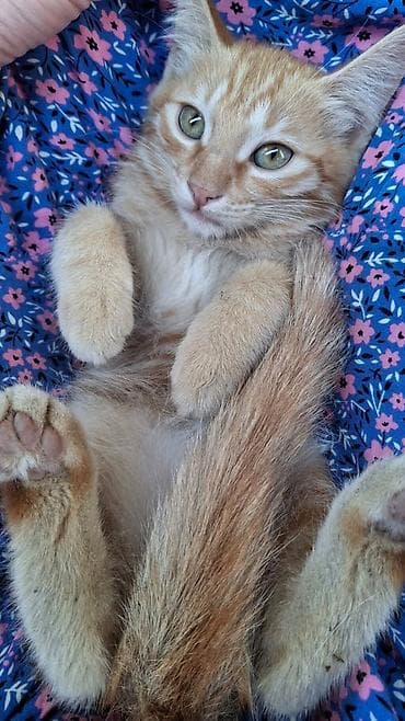 Мышыктар: Отдам котят в добрые руки! Девочки,три месяца! — 3