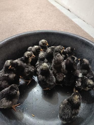 мака кукуруза: Продаю | Цыплята | Домашняя | Несушки — 1