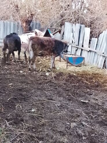 продаю в связи с переездом: Сатам | Уй (ургаачы) | Бордоп семиртүү үчүн | Байланган — 4