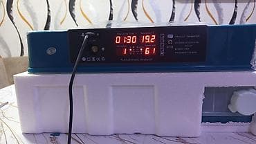 тез арада: Инкубаторы китайские полный афтомат работает на 12 ал вольт — 7