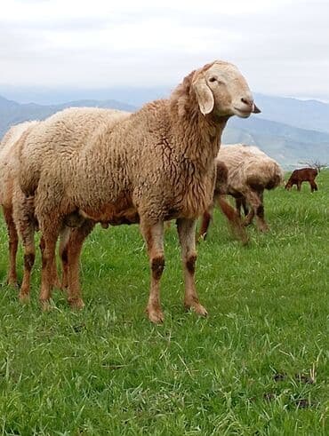 Продаю | Баран (самец) | Для разведения