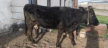 быки кант: Продаю | Корова (самка) | Алатауская | На откорм, Для разведения, Для молока — 10