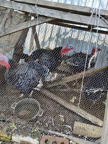 Үй жаныбарлары: Сатам | Эркек күрп | Кара ханзаада | Көбөйтүү үчүн — 5