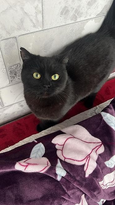 рэгдолл бишкек: Британ кыска жүндүү, 4 жаш, Ургаачы, Кара, Лотокко барууга үйрөтүлгөн — 1