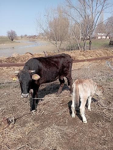 бир: Сатам | Уй (ургаачы) | Аргын | Сүт алуу үчүн | Байланган — 3