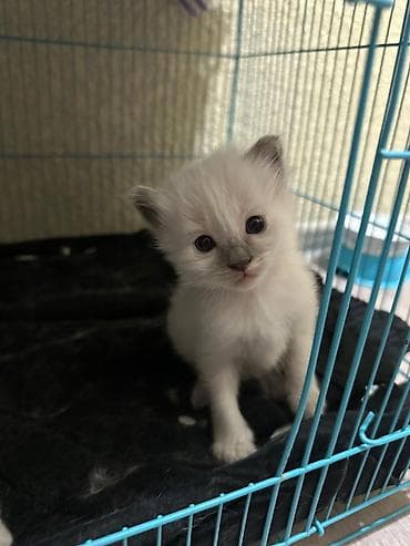 кошка тайская: Отдам в добрые ручки (бесплатно) породистые котята. мама-рэгдолл — 3