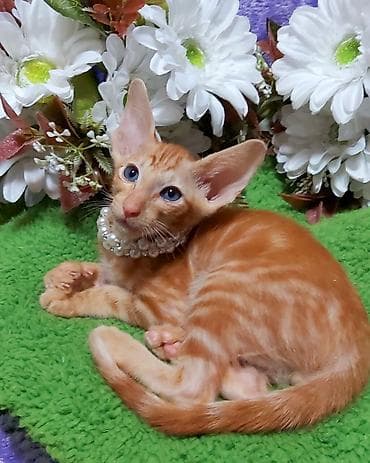 Мышыктар сатылат: ЭКСКЛЮЗИВНЫЕ КРАСНЫЕ ОРИЕНТАЛЬНЫЕ КОТЯТА. Кому супер сладких — 8