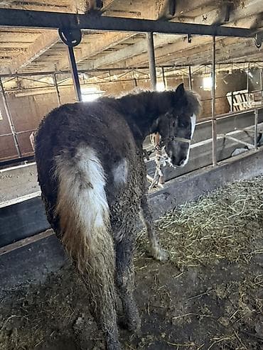 допер баран: Продаю | Жеребенок | Для разведения — 2