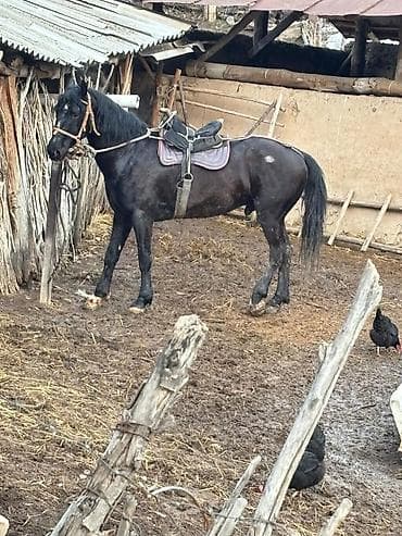 сухое молоко для животных: Продаю | Конь (самец) | Конный спорт | Племенные — 4