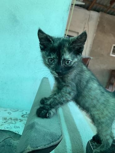 кошки балыкчы: Котята забавной «черепаховой» окраски и классический чёрный Описание — 6