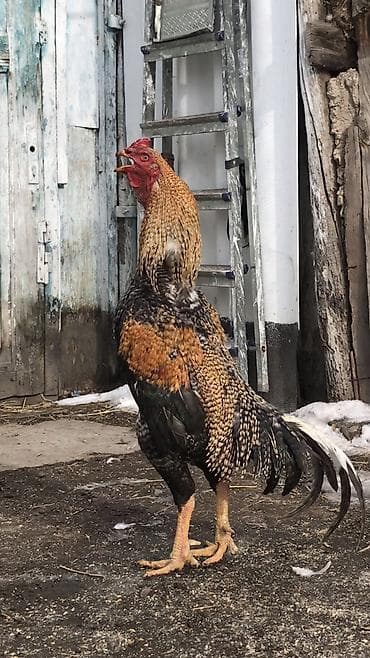 индюки бишкек: Сатам | Короздор | Тебиштирүүчү | Көбөйтүү үчүн, Тебиштирүү үчүн — 1