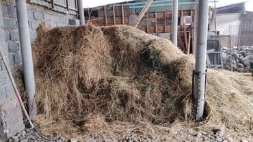 кел кел: Чоп сатылат 1 гигант бус чыгат сеновалда турат — 1