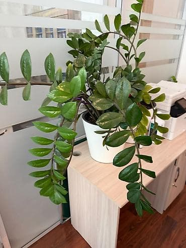Комнатные растения: Замиокулькас (Zamioculcas zamiifolia) в горшке. - Крупное — 4