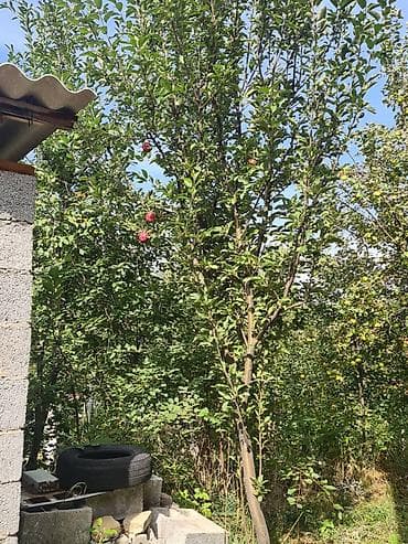 уч коргон: Дача, 200 м², 5 бөлмө, Риелтор — 10