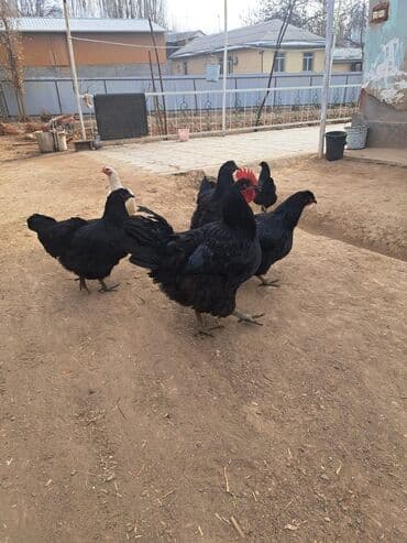 рыбы аквариум: Продаю | Индюшка (самка) | Черный принц | Для разведения | Племенные — 1