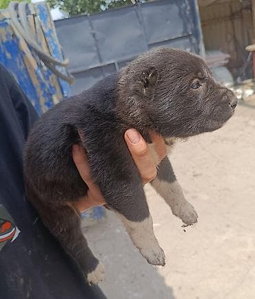 в добрые руки кошки: Готовятся к продаже щенки алабая.девочки.родились 27 мая.село — 9