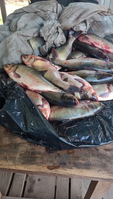 темир меш сатылат: Рыба толстолоб оптом — 1
