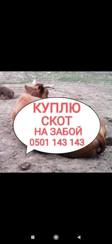 продажа домашних животных: Куплю | Коровы, быки, Лошади, кони, Другие с/х животные | Круглосуточно, Любое состояние, Забитый — 1