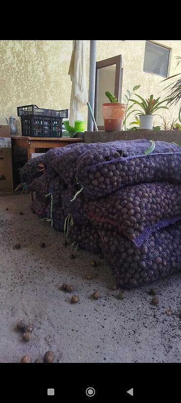 стол с диваном: Картошка Оптом — 2