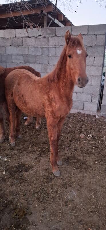 молочное оборудование: Продаю | Жеребец | Полукровка | Для разведения | Племенные — 2