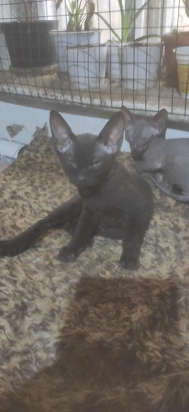 коты сфинкс: Порода: канадский сфинкс (котята), окрас — чёрный/тёмный дым. Две — 3