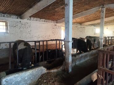 работа в бишкеке официант без опыта: Требуется Скотник, Оплата Каждые 10 дней — 1