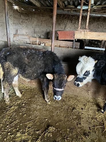 жорго сатам: Сатам | Кунаажын | Аргын | Бордоп семиртүү үчүн | Байланган — 3