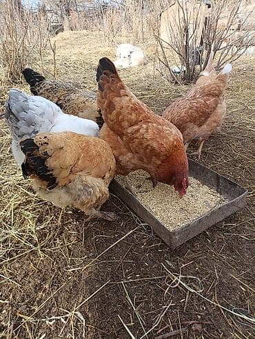 грызуны домашние: Продаю | Куры | Домашняя | Несушки — 4