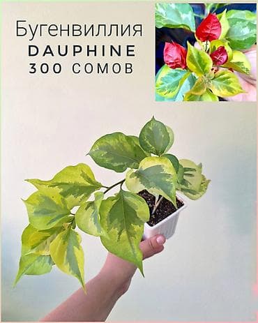 отдам даром комнатные цветы: 🌿 Комнатные растения/цветы (детки/молодые растения). 🪴 Названия и цены — 5