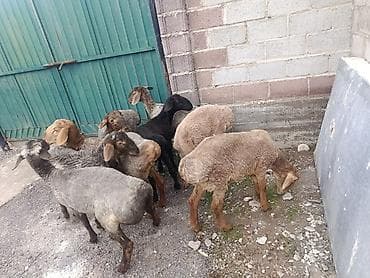 кой кана: Продаю | Баран (самец) | Для разведения | Ярка — 1