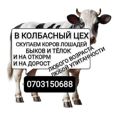 Скупка сельхозживотных для колбасного цеха. Принимаем: - коров, быков