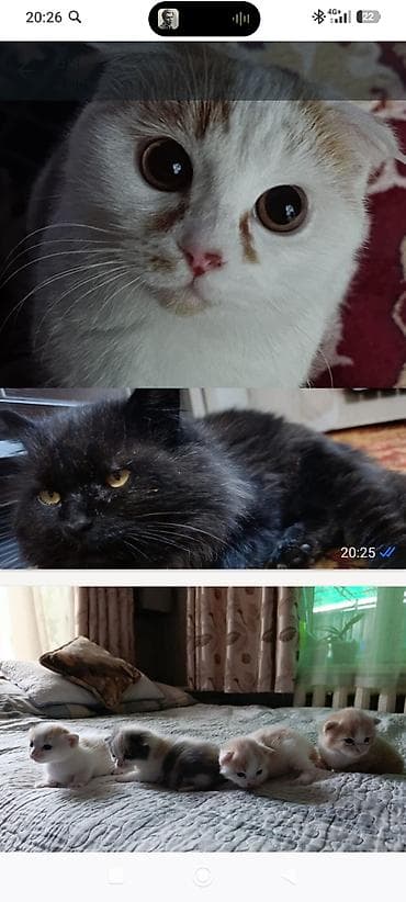 щенки сербернара: Котята от домашних кошек - Помёт из нескольких котят разной окраски — 1