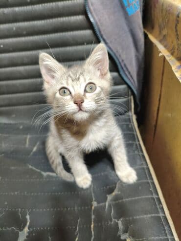 шотландская кошка прямоухая: Котята - скоттиш страйт,окрас - голубой Табби. Родились 7 сентября,к — 30