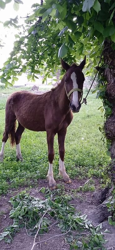 ат бишкек: Сатам | Тай | Жумушка — 1