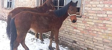 Продаю | Жеребец | Рабочий