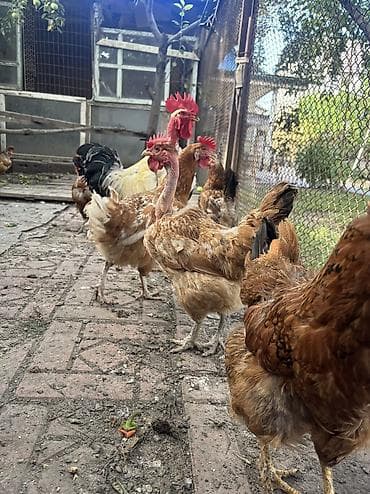 Птицы: Продаю голошеек, куры несутся, 3 курицы и один петух — 3