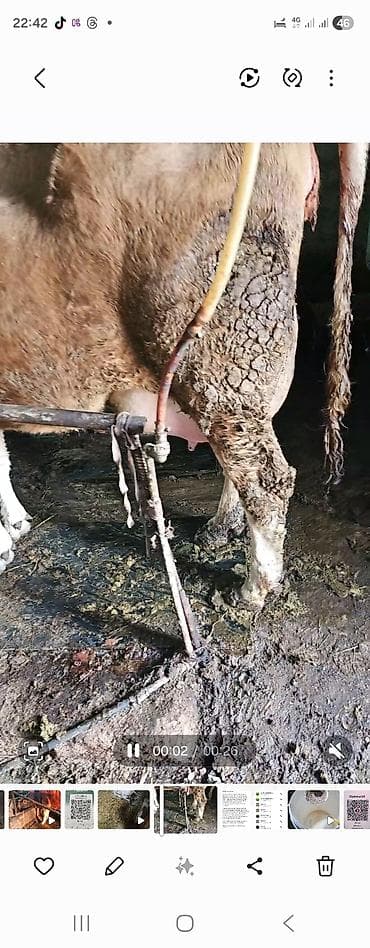 А/ч жаныбарлары үчүн тоюттар: Сатам | Музоо | Швиц | Бордоп семиртүү үчүн | Жасалма уруктандырылган — 7