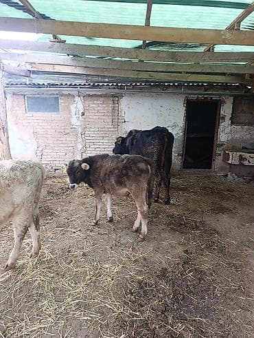 корова с телёнком: Продаю | Корова (самка) | Для молока | После отела — 4