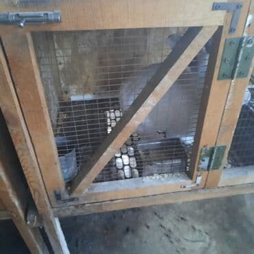 токмок козу: Бакма коёндор — 1