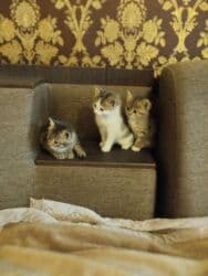 дом для котов: Отдам даром Котята домашние, короткошёрстные. Описание: Все едят - — 1