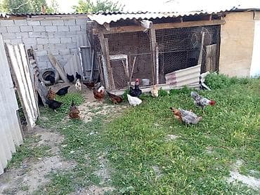 малек карпа: Продаю | Куры | Домашняя | Для разведения — 1