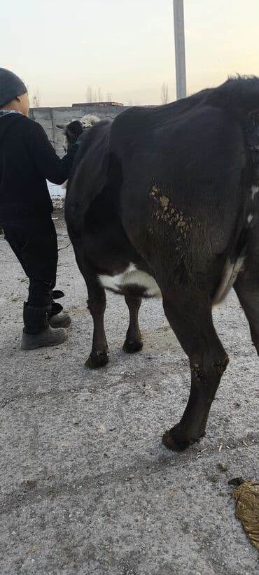 дратхаар купить: Продаю | Корова (самка) | Алатауская, Симментальская | Для разведения, Для молока — 10