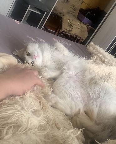 рыжие кошки: Кошка даром: Беспородная, 1 год, Девочка, Приучена к лотку — 5